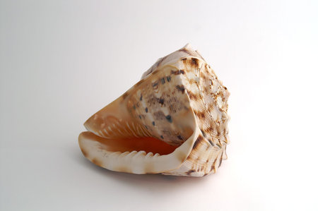 Big shell or conch, lying on a white surface with white background.