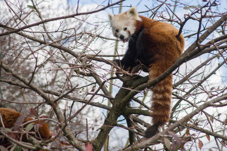 Red panda sitting in a treeの写真素材