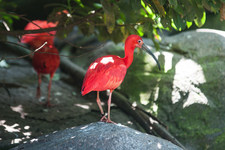 Scarlet ibis standing on a rockの写真素材