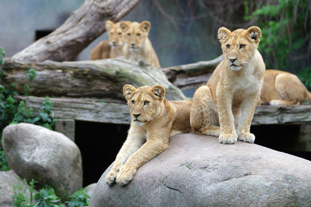 Curious lion cubs restingの写真素材