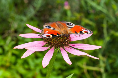 Butterfly sitting on flowerの写真素材