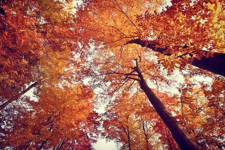 Beautiful autumn fall forest sceneの写真素材