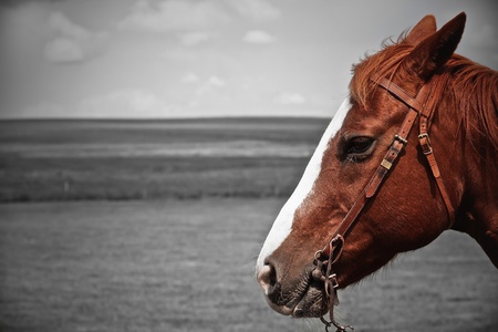 Head of brown-reddish horseの写真素材