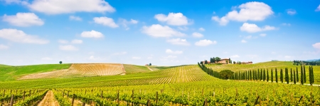 Panoramic view of scenic Tuscany landscape with vineyard in the Chianti region, Tuscany, Italyの写真素材