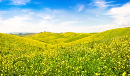 Beautiful Tuscany landscape with field of flowers in Val d Orcia, Italy の写真素材