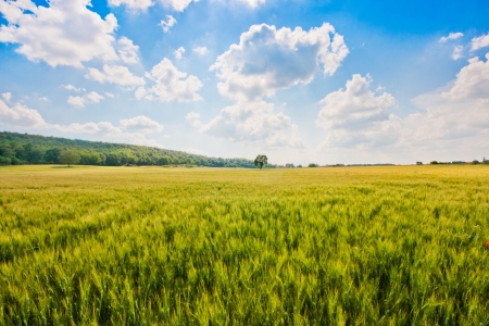 Beautiful landscape with cornfield and trees in Tuscany, Italyの写真素材