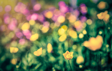 Dreamy flowers bokeh background with lens flareの写真素材