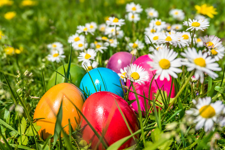 Beautiful view of colorful Easter eggs with funny Easter bunny in the background lying in the grass on a sunny dayの写真素材