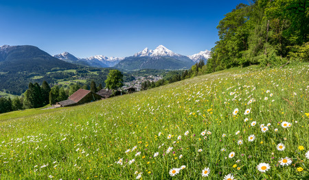 Panoramic view of beautiful landscape in the Bavarian Alps with beautiful flowers and famous Watzmann mountain in the background in springtime, Nationalpark Berchtesgadener Land, Bavaria, Germanyの写真素材