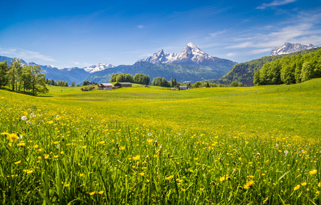 Idyllic landscape in the Alps with fresh green meadows and blooming flowers and snow-capped mountain tops in the background