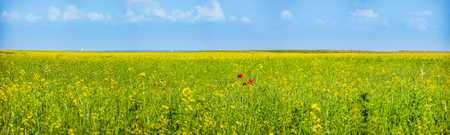 Colorful blooming wild flowers on the idyllic meadow at spring time in the sunshineの写真素材