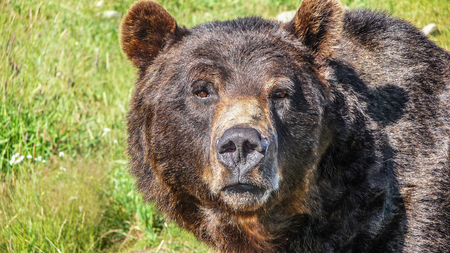 Close-up view of staring grizzly bear in the Canadian wildernessの写真素材