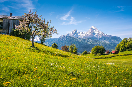 Idyllic landscape in the Alps with fresh green meadows, blooming flowers and fruit trees, typical farmhouses and snowcapped mountain tops in the background, Nationalpark Berchtesgadener Land, Bavaria, Germanyの写真素材