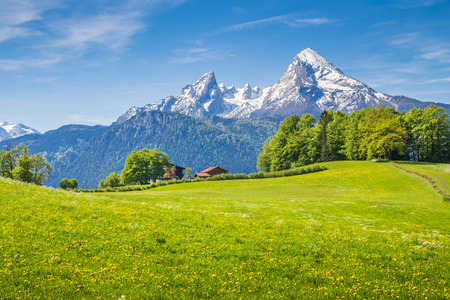 Idyllic landscape in the Alps with fresh green meadows and blooming flowers and snowcapped mountain tops in the background, Nationalpark Berchtesgadener Land, Bavaria, Germanyの写真素材