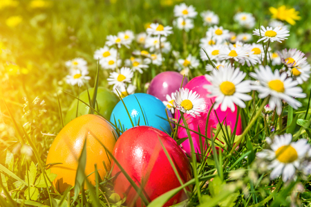 Beautiful view of colorful Easter eggs lying in the grass between daisies and dandelions in the sunshineの写真素材