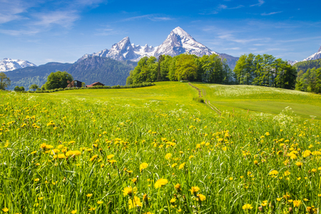 Idyllic landscape in the Alps with fresh green meadows and blooming flowers and snow-capped mountain tops in the backgroundの写真素材
