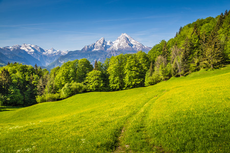 Idyllic landscape in the Alps with fresh green meadows and blooming flowers and snow-capped mountain tops in the backgroundの写真素材