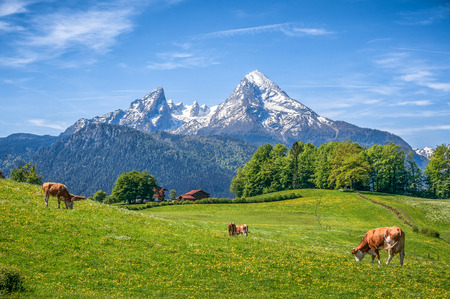 Idyllic landscape in the Alps with cow grazing in fresh green meadows between blooming flowers, typical farmhouses and snowcapped mountain tops in the background, Nationalpark Berchtesgadener Land, Bavaria, Germanyの写真素材