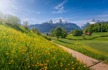 Idyllic landscape in the Alps with fresh green meadows, blooming flowers, typical farmhouses and snowcapped mountain tops in the background, Nationalpark Berchtesgadener Land, Bavaria, Germanyの写真素材