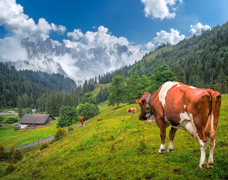 Idyllic summer landscape in the Swiss Alps with cow grazing in fresh green meadows between blooming flowers, typical farmhouses and snow-capped mountain tops on a sunny day with blue sky, Switzerlandの写真素材