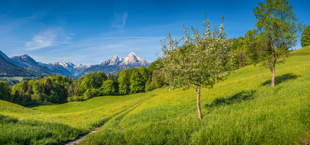 Panoramic view of idyllic mountain landscape in the Alps with hiking trail on fresh green mountain pastures, flowers and blooming fruit trees in springtimeの写真素材