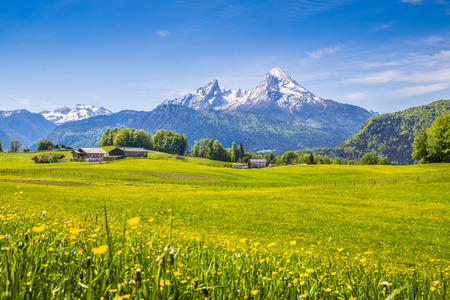 Idyllic landscape in the Alps with fresh green meadows and blooming flowers and snow-capped mountain tops in the backgroundの写真素材