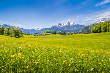 Idyllic landscape in the Alps with fresh green meadows and blooming flowers and snow-capped mountain tops in the backgroundの写真素材