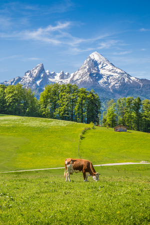 Idyllic summer landscape in the Alps with cows grazing on fresh green mountain pastures and snow capped mountain tops in the background, Nationalpark Berchtesgadener Land, Upper Bavaria, Germanyの写真素材