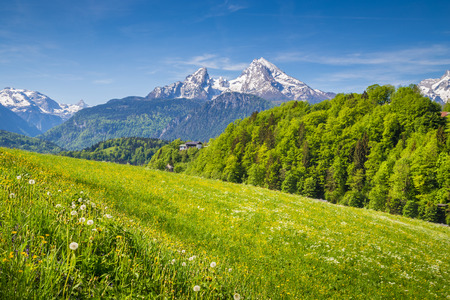Idyllic landscape in the Alps with fresh green meadows and blooming flowers and snow-capped mountain tops in the background in summerの写真素材