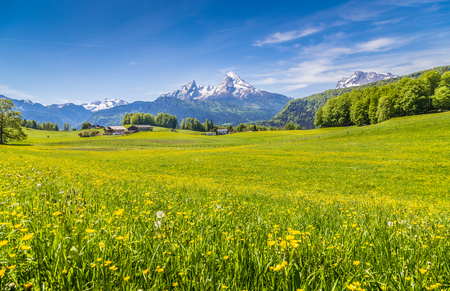 Idyllic landscape in the Alps with fresh green meadows and blooming flowers and snow-capped mountain tops in the backgroundの写真素材