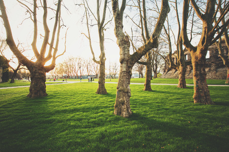 Panoramic low wide angle view of a row of old trees with fresh green grass in a scenic public park illuminated in beautiful golden evening light at sunset with lens flare sunlight effect in summerの写真素材