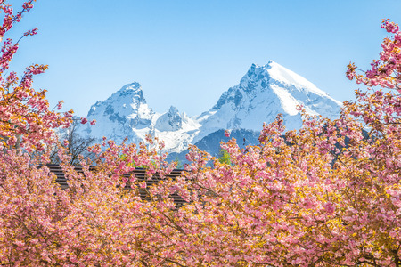 Scenic view of famous Watzmann mountain peak with cherry blossoms on a beautiful sunny day with blue sky in springtime, Berchtesgadener Land, Bavaria, Germanyの写真素材