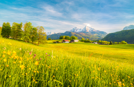 Beautiful view of idyllic alpine mountain scenery with blooming meadowsの写真素材