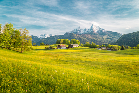 Beautiful view of idyllic alpine mountain scenery with blooming meadowsの写真素材