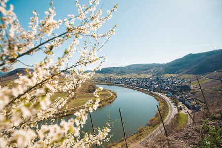 Panoramic view of ship on famous Moselle river at Moselschleife with the historic town of Bremm on a beautiful sunny day with blue sky in springtime, Rheinland-Pfalz, Germanyの写真素材