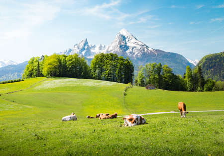 Idyllic summer landscape in the Alps with cows grazing on fresh green mountain pastures and snow capped mountain tops in the backgroundの写真素材