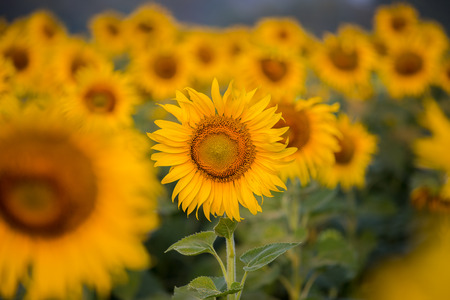 Sunflower focusの写真素材