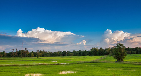 The Rice fields under the blue Beautyの写真素材