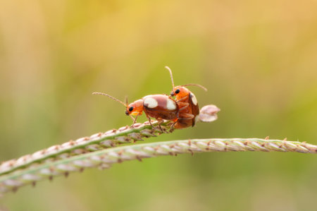 The Beetles are mating on the grass 