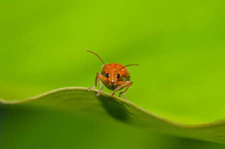 beetles on banana leaf