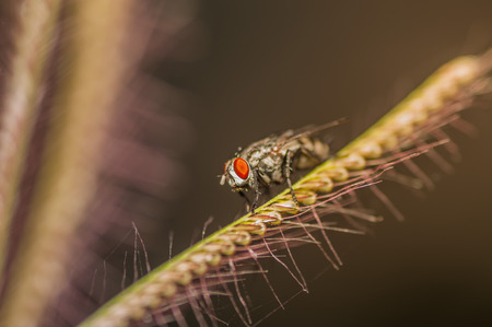 Flies atop a grass stemの写真素材