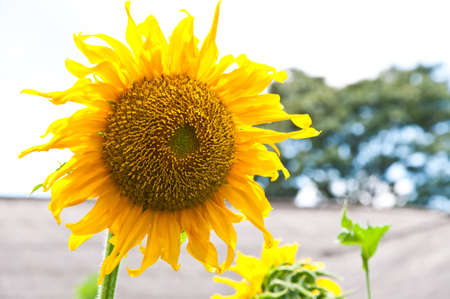 Sunflowerの写真素材