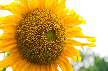Sunflowerの写真素材
