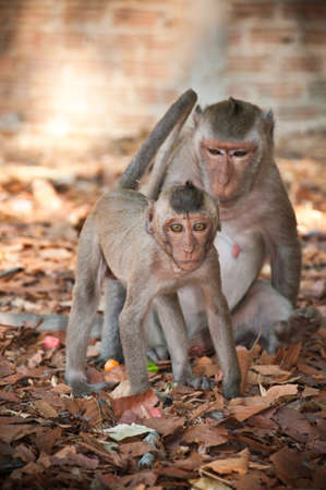 Monkeyの写真素材