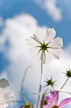 Beautiful colored flowersの写真素材