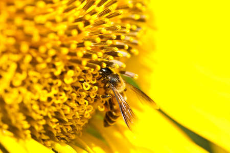 Close-up bee on yellow sunflowerの写真素材