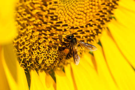 Close-up bee on yellow sunflowerの写真素材