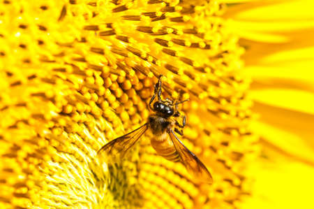Close-up bee on yellow sunflowerの写真素材
