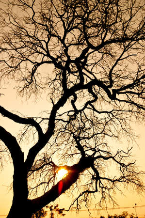 Death of a tree in the  sunsetの写真素材