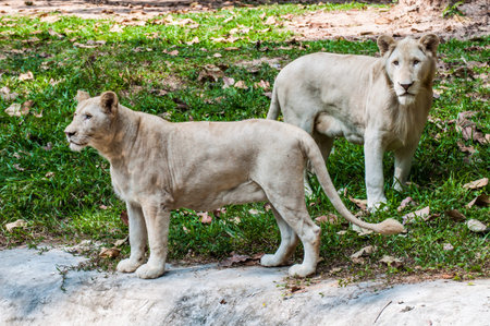 white lionの写真素材